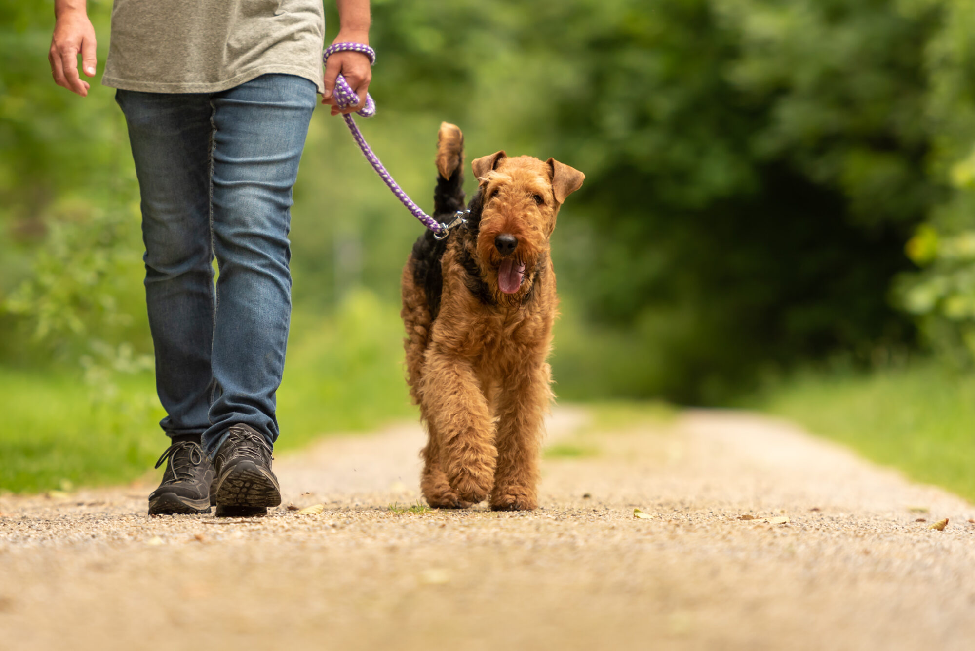 A man walking a dog through a park